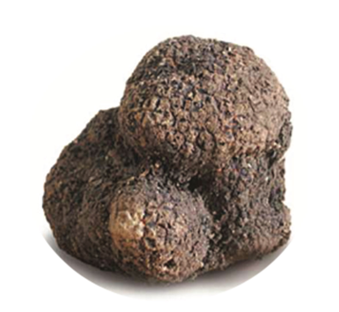 Fresh precious black truffle
