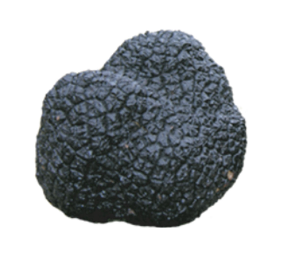 Fresh autumn black truffle