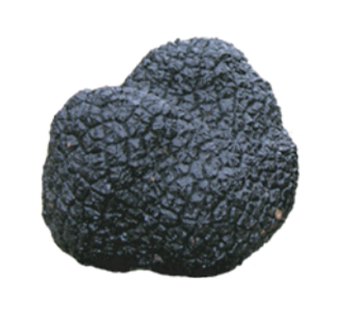 Fresh black summer truffle
