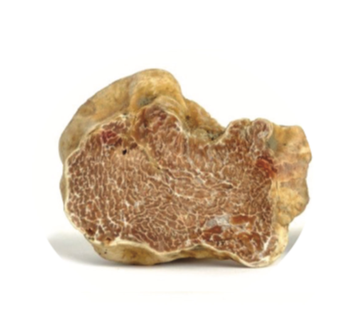 Fresh white truffle
